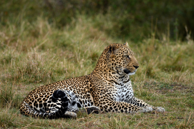 Fotoet af denne leopard i hvil er taget af gteparret Kristensen